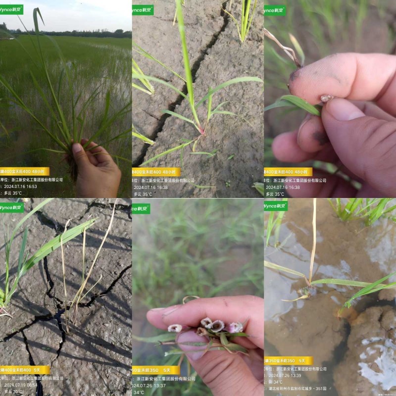 1749016072533551dHVR.jpg WPS拼图2.jpg